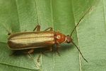 rhagonycha-translucida4-foto-koehler