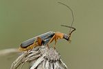 rhagonycha-varians-foto-jacinto
