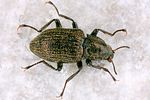 riolus-subviolaceus2-foto-koehler