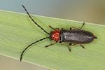 silis-ruficollis-foto-koehler