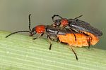 silis-ruficollis-paar2-foto-koehler