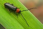 silis-ruficollis5-foto-koehler