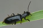 tillus-elongatus-male-foto-auer