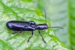 tillus-elongatus-male-foto-rindlisbacher