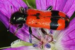 trichodes-apiarius-subtrifasciatus-foto-keresztes