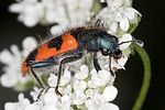 trichodes-apiarius2-foto-hense