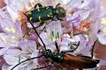 trichodes-flavocinctus-foto-megroz