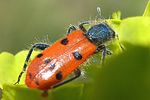 trichodes-octopunctatus-foto-baeuerle