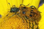 trichodes-octopunctatus5-foto-jacinto