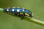 Buprestis-octoguttata-foto-swadzba