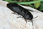 acmaeodera-crinita-foto-keresztes