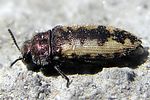 acmaeodera-pilosellae2-foto-weisenboehler