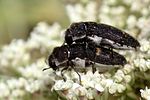 acmaeoderella-pilivestis-couple-foto-martinez
