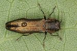 agrilus-angustulus2-foto-altmann