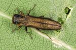 agrilus-angustulus3-foto-altmann