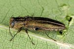 agrilus-angustulus4-foto-altmann