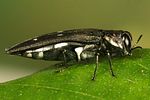 agrilus-ater-foto-koehler
