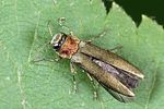 agrilus-auricollis-foto-weidlich