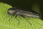 agrilus-betuleti-foto-jas