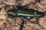 agrilus-biguttatus-foto-koehler