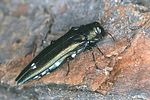 agrilus-biguttatus-foto-niehuis