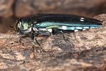agrilus-biguttatus3-foto-koehler