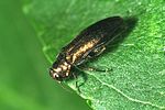 agrilus-convexicollis-foto-wernerrose