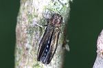 agrilus-convexicollis2-foto-weidlich