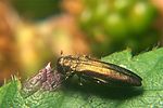 agrilus-cuprescens-foto-koehler
