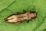 agrilus-cuprescens4-foto-altmann