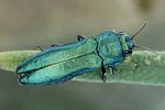 agrilus-cyanescens2-foto-dvorak