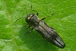 agrilus-derasofasciatus-foto-auer
