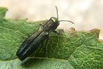 agrilus-derasofasciatus-foto-koehler