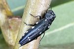 agrilus-guerini-foto-weidlich