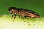 agrilus-hyperici-foto-dvorak