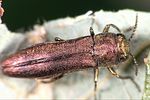 agrilus-hyperici2-foto-weidlich