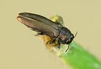 agrilus-integerinus-foto-weidlich