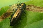 agrilus-integerrimus-foto-koehler