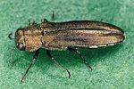 agrilus-integerrimus-foto-polacek
