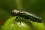 agrilus-integerrimus2-foto-koehler