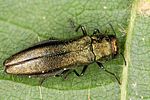 agrilus-laticornis2-foto-altmann