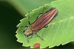 agrilus-mendax-foto-weidlich