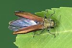 agrilus-mendax2-foto-weidlich