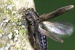 agrilus-obscuricollis-start-foto-weidlich