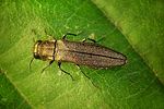 agrilus-olivicolor-foto-rose