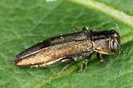 agrilus-olivicolor2-foto-altmann
