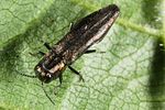 agrilus-olivicolor3-foto-altmann
