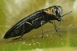 agrilus-pratensis-foto-koehler