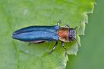 agrilus-pratensis-foto-rindlisbacher
