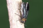 agrilus-pratensis-foto-weidlich